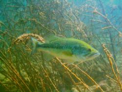 Largemouth bass in Lake Mead,Nevada. by Jon Justice 